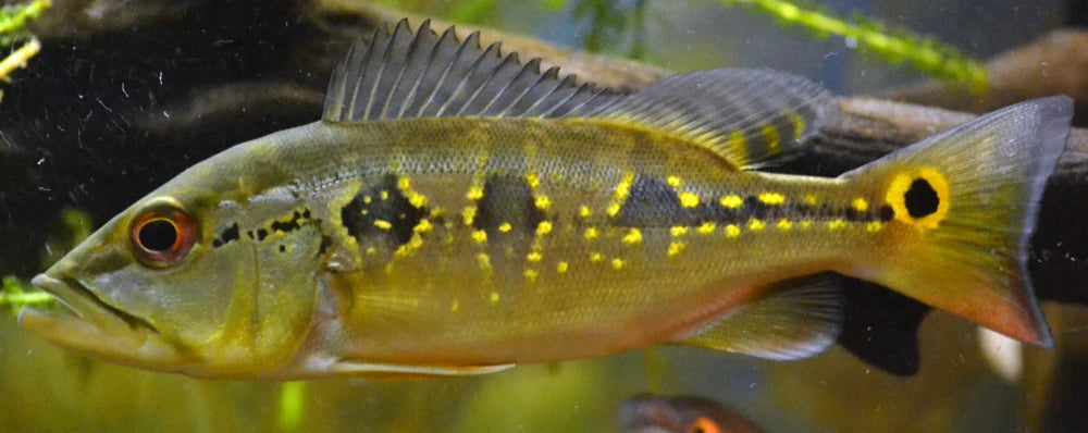 Butterfly Peacock Bass (Cichla ocellaris) by Danaqua Live Fish & More