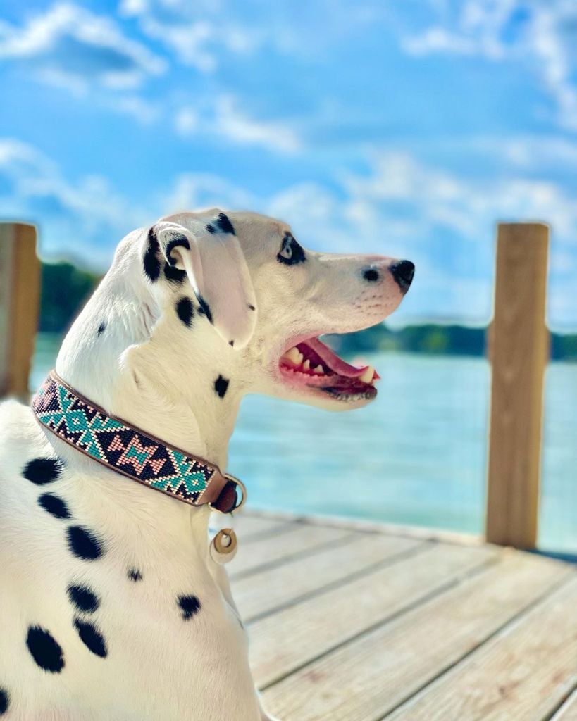 Santorini Sambboho dog collar (made to order) by Sambboho