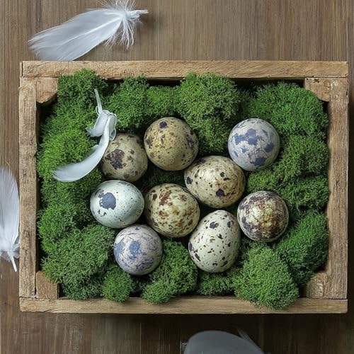 Coturnix Quail Fertile Hatching Eggs, 12 Count, Carefully Sourced and Selected for Quality, Ideal for Incubation and Sustainable Egg Hatching from Family Farms and Hatcheries picked daily fresh by Quailz.com by Undique LLC