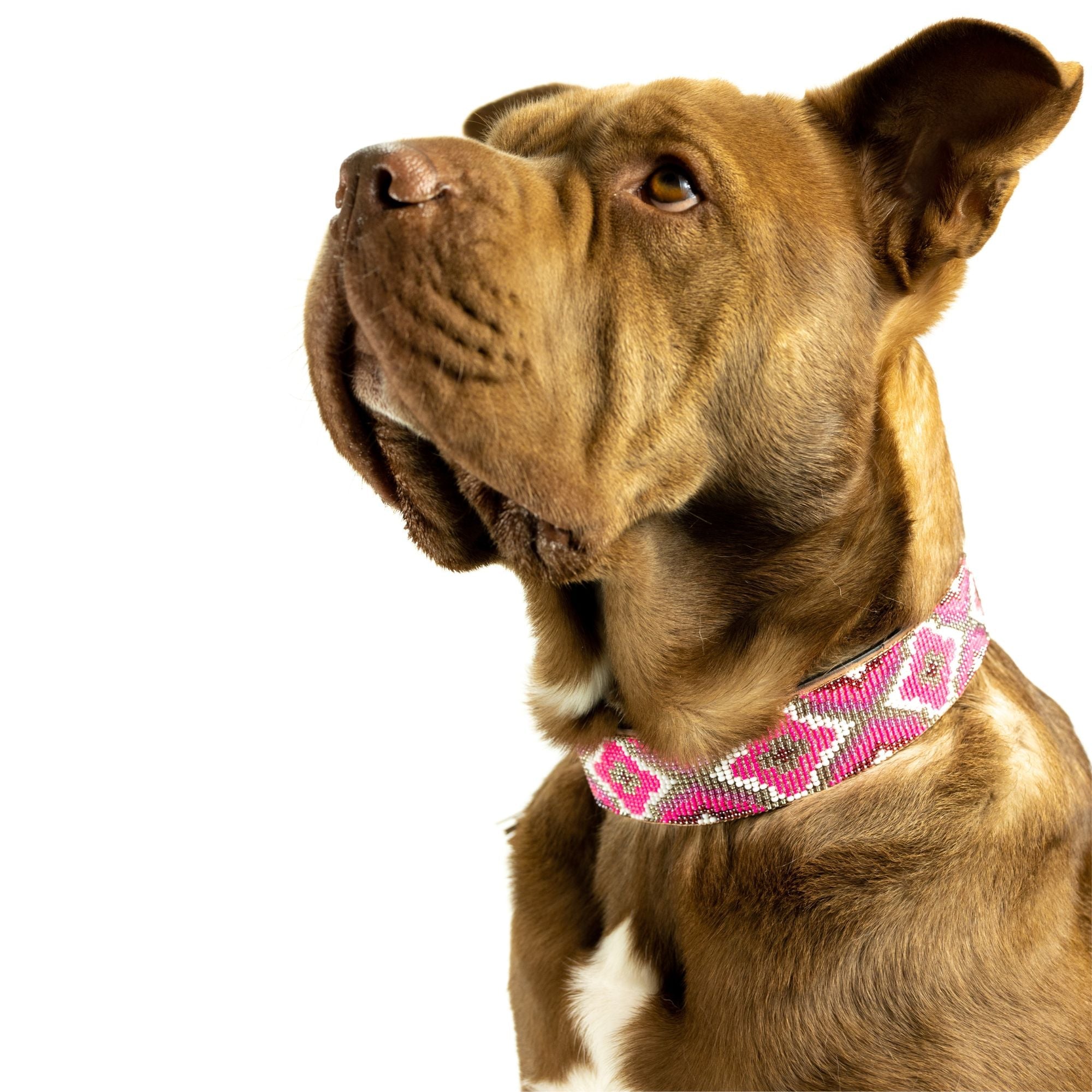 Del Mar Sambboho dog collar by Sambboho