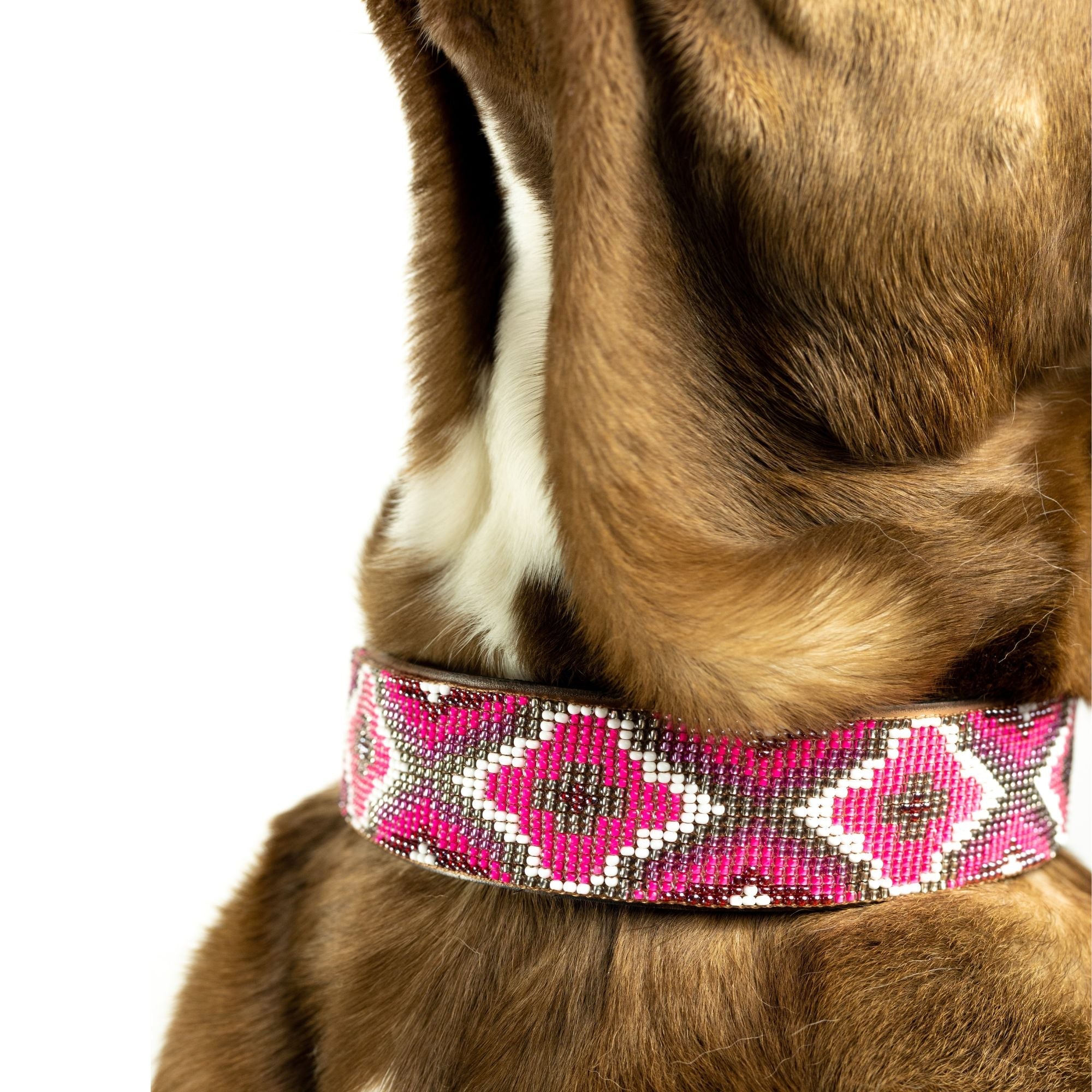 Del Mar Sambboho dog collar by Sambboho