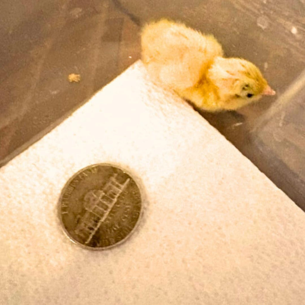 Button Quail Eggs -Eggs for Hatching by Quailz.com by Undique LLC
