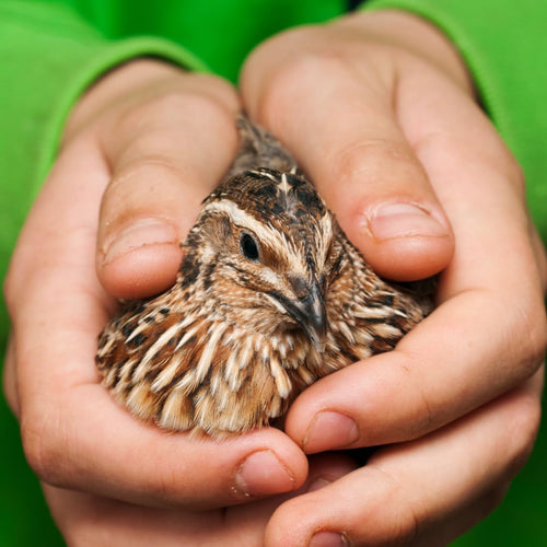36 Quail Eggs for Hatching - Fertile Coturnix Selection Hens Choice, AI & NPIP Certified, Sustainably Sourced from Family-Run Farms, Farm Fresh Delivery with Minimal Breakage by Quailz.com by Undique LLC