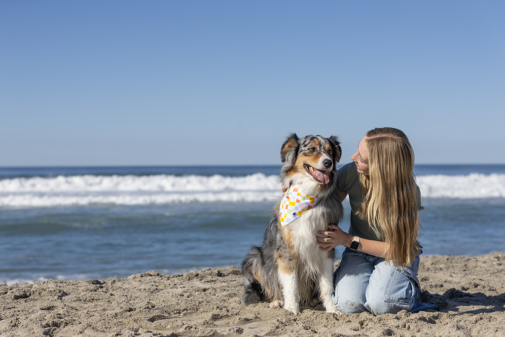 Popsicle Dog Reversible Bandana by Dog Bandana Co.