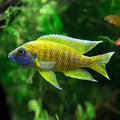 Yellow Peacock Cichlid by Danaqua Live Fish & More