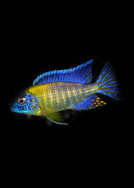 Blue Neon Peacock Cichlid by Danaqua Live Fish & More