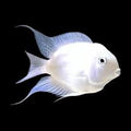 Platinum Polar Parrotfish by Danaqua Live Fish & More