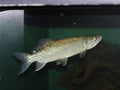 African Pike (Hepsetus odoe) by Danaqua Live Fish & More