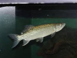 African Pike (Hepsetus odoe) by Danaqua Live Fish & More