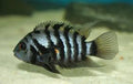 Convict cichlids by Danaqua Live Fish & More