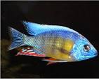 Taiwan Reef Cichlid (Protomelas sp. "Steveni Taiwan") by Danaqua Live Fish & More