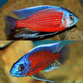 Red Fin Borleyi (Copadichromis borleyi) by Danaqua Live Fish & More