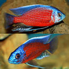 Red Fin Borleyi (Copadichromis borleyi) by Danaqua Live Fish & More