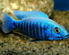 Electric Blue Ahli (Sciaenochromis ahli) by Danaqua Live Fish & More