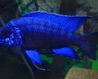Blue Peacock Cichlid (Aulonocara nyassae) by Danaqua Live Fish & More