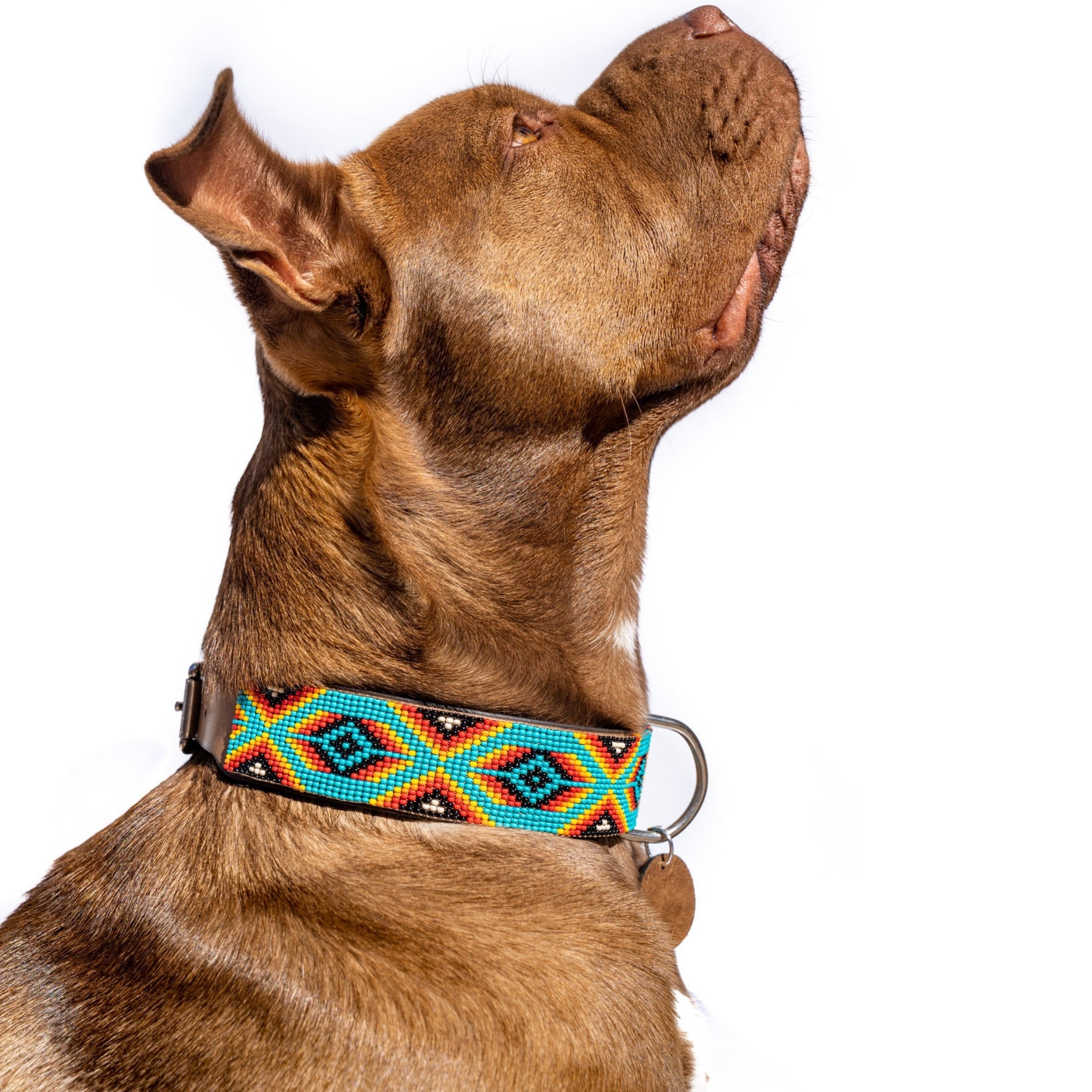 Bahamas Sambboho dog collar (with center D-ring) by Sambboho