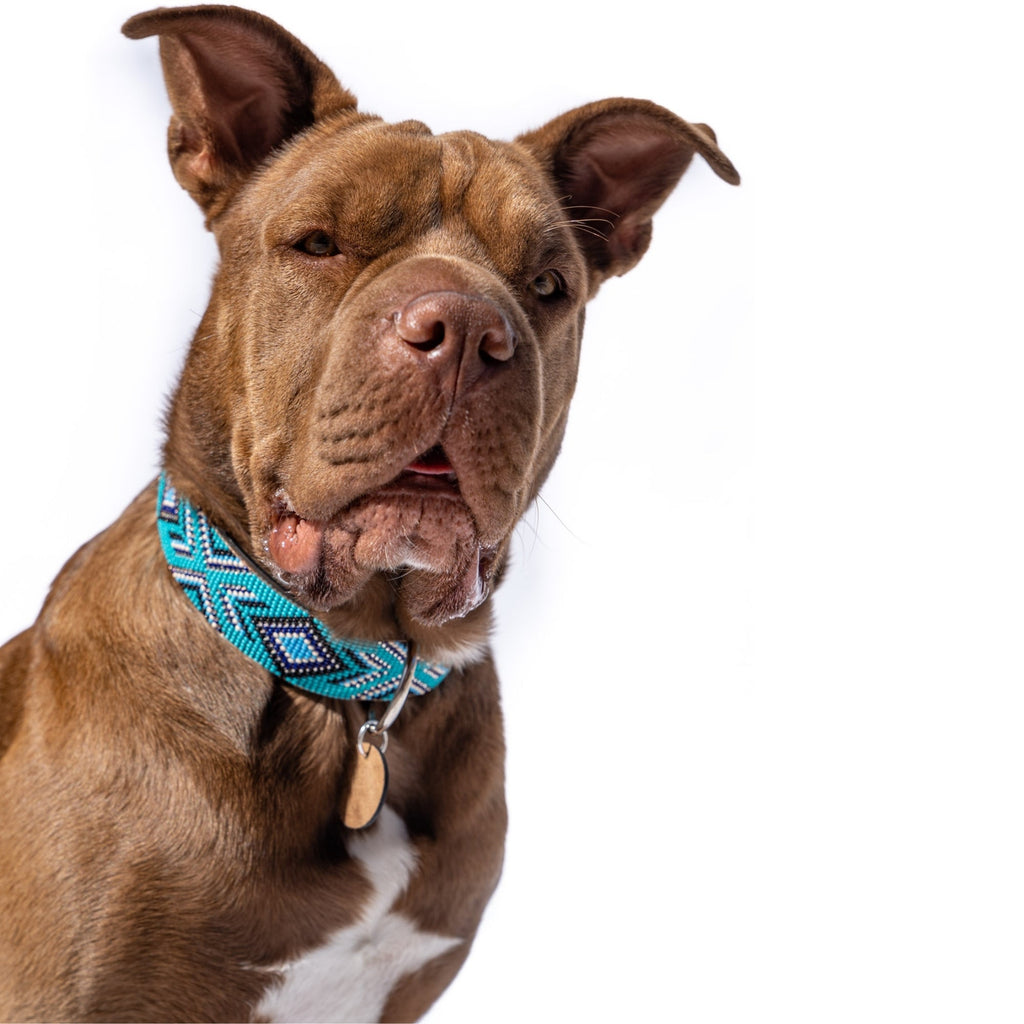 Saint Tropez Sambboho dog collar (with center D-ring) by Sambboho