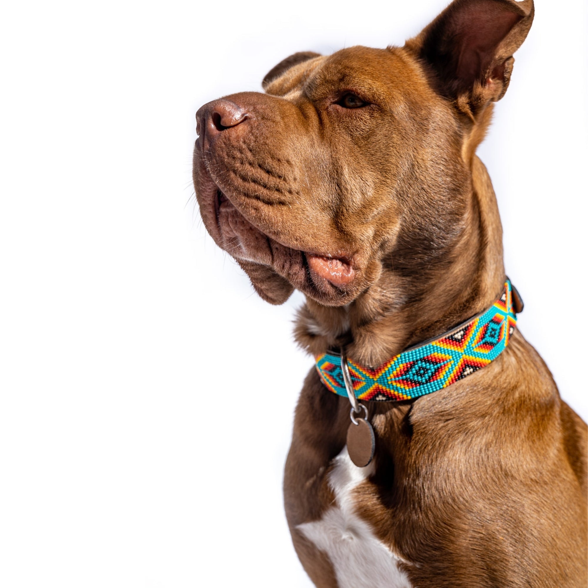 Bahamas Sambboho dog collar (with center D-ring) by Sambboho