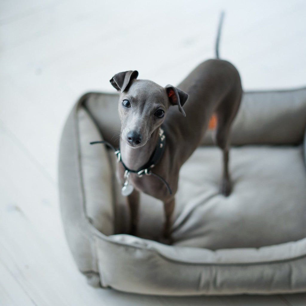 Chester & Lee | Classic Velvet Sleeper Dog Bed Gray by Chester & Lee