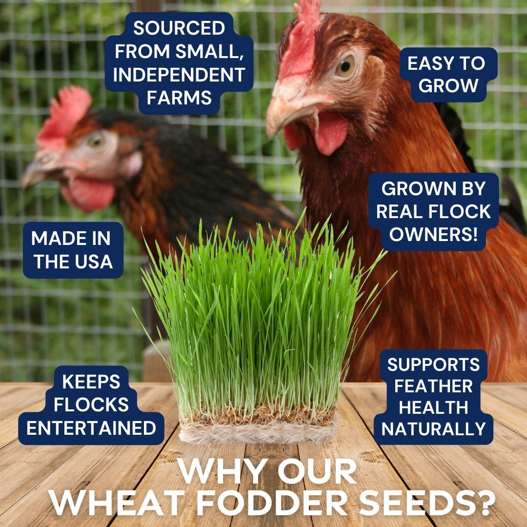 Premium Wheat Seeds for Sprouting Fodder (Wheat Grass) -- Grown In Missouri To Encourage Positive Behaviors by Dahlia Pets