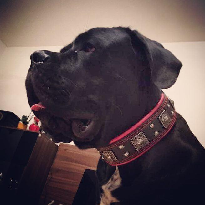 The "Eros" collar 2.5 inch wide black & red by Bestia Dog Gear