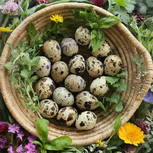 Coturnix Quail Fertile Hatching Eggs, 12 Count, Carefully Sourced and Selected for Quality, Ideal for Incubation and Sustainable Egg Hatching from Family Farms and Hatcheries picked daily fresh by Quailz.com by Undique LLC
