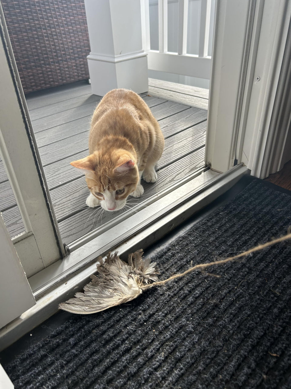 Wing on String Cat Toy - Real Bird Wing Dog Training Supplies & Accessories, Quail Wing Bird Scent Interactive Play for Cats, Hunting Dog Training Bird Retrieval Cat Trainer by Quailz.com by Undique LLC