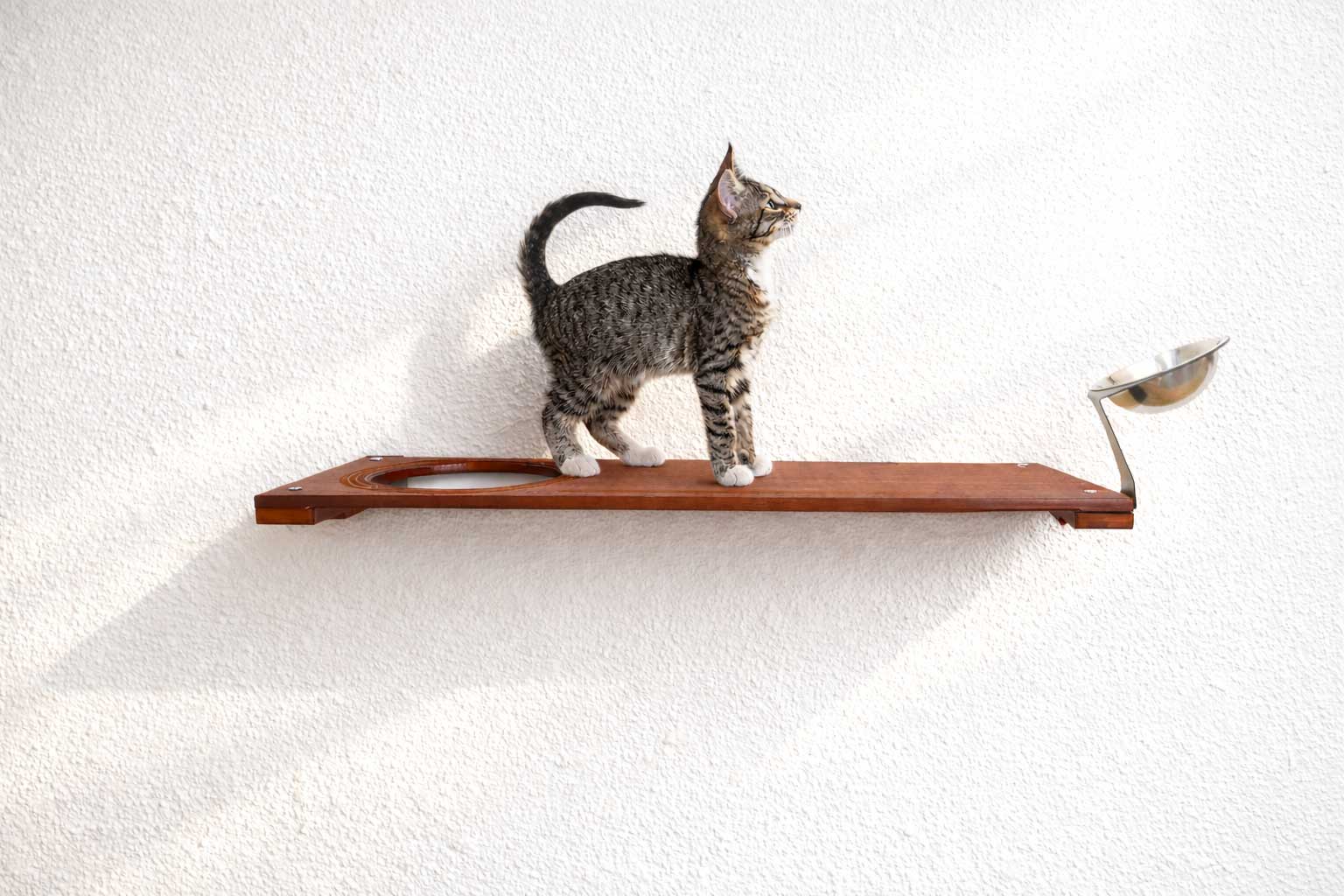 Wall Mounted Cat Feeding Shelf by Catastrophic Creations