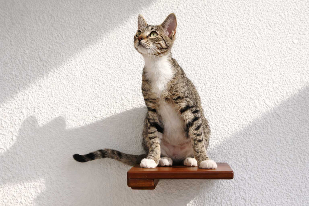 Cat Climbing Shelf by Catastrophic Creations