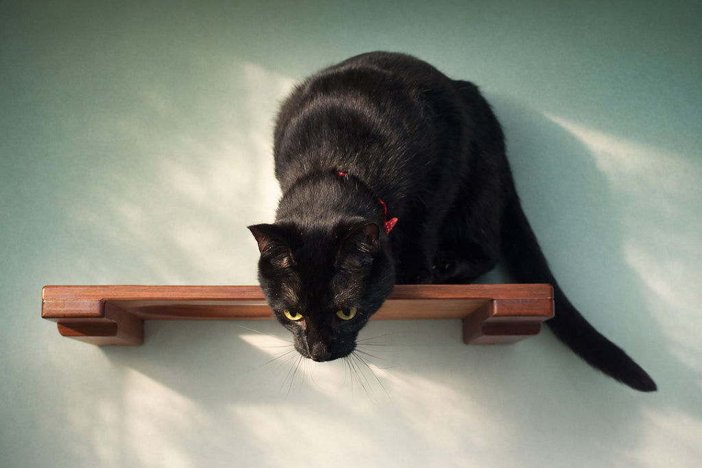 Wall Mounted Cat Shelf by Catastrophic Creations