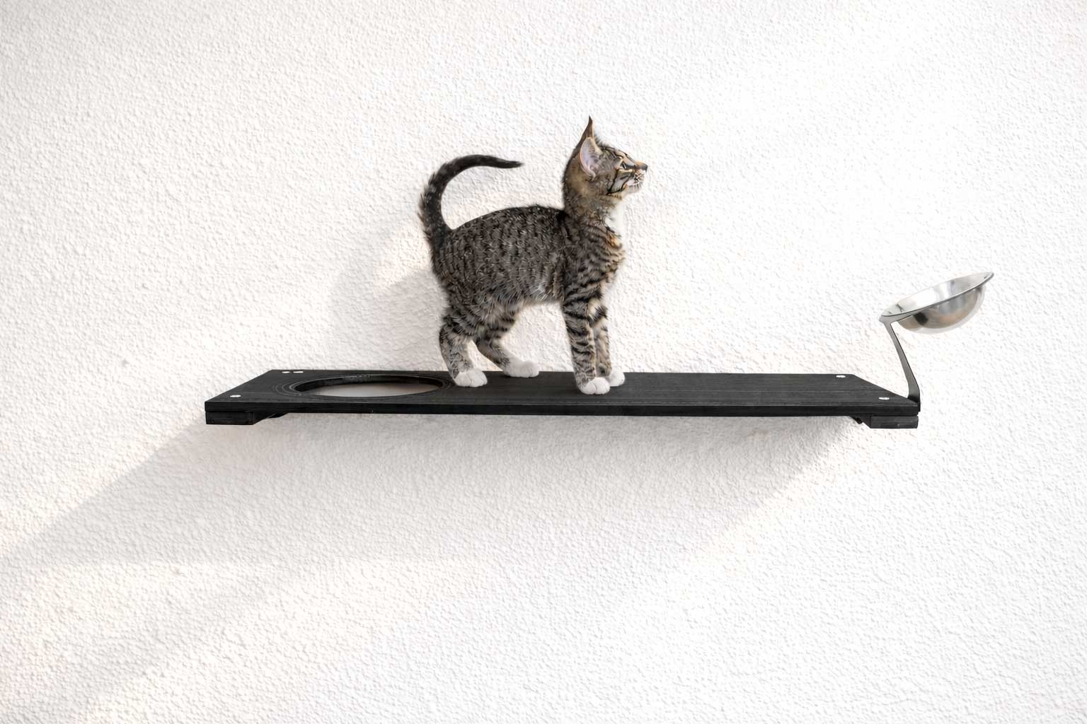 Wall Mounted Cat Feeding Shelf by Catastrophic Creations
