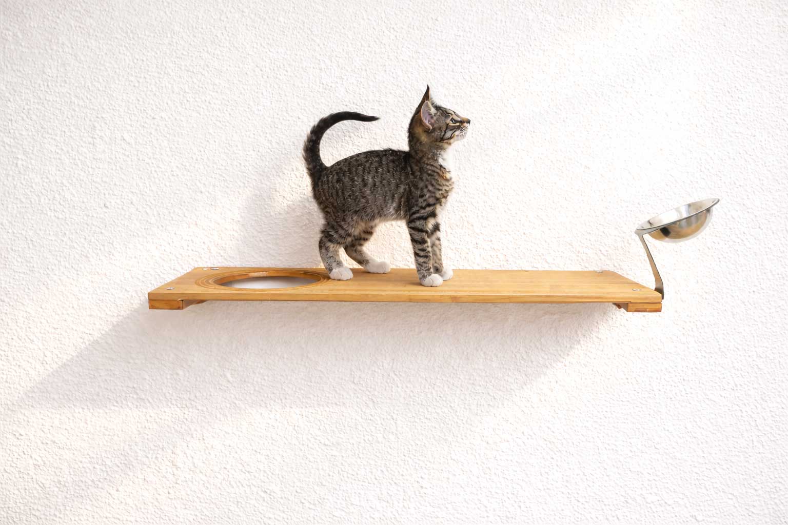 Wall Mounted Cat Feeding Shelf by Catastrophic Creations