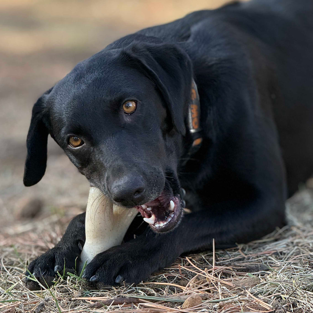 Ever Antler Nylon Chew Bone | Elk Antler Shaped Dog Toy for Aggressive Chewers | SodaPup by SodaPup/True Dogs, LLC
