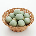 Celadon Coturnix Hatching Eggs by Quailz.com by Undique LLC
