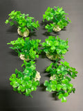 PREMIUM Small Artificial Aquarium Plants - Set of 6 - Aquatics Safe by Northeast Aquariums LLC
