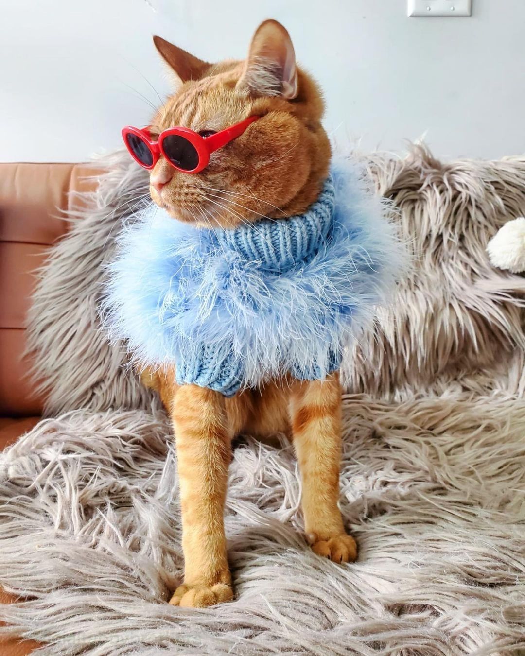 Haute Couture Feathered Luxury Pet Sweater by Furr Baby Gifts