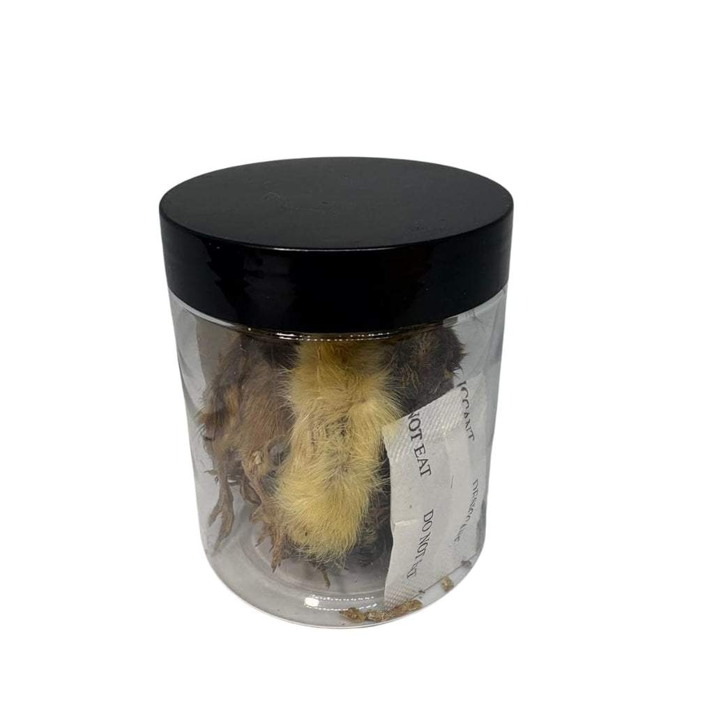 Whole Quail for Carnivore Pets - Premium Quality Natural Pet Treats Quail - Natural Prey Feeding Quail - Freeze-Dried for Essential Nutrients and Enzymes Small Size 5 Count by Quailz.com by Undique LLC