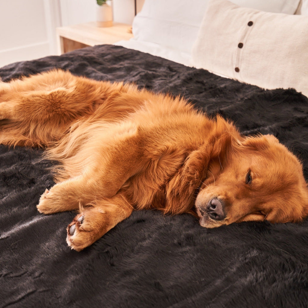 PupProtector™ Summer Short Fur Waterproof Throw Blanket - Midnight Black by Paw.com