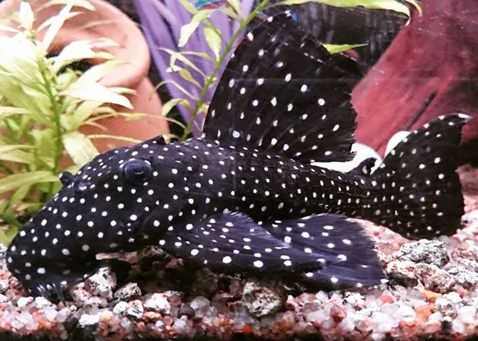 Galaxy Pleco by Danaqua Live Fish & More
