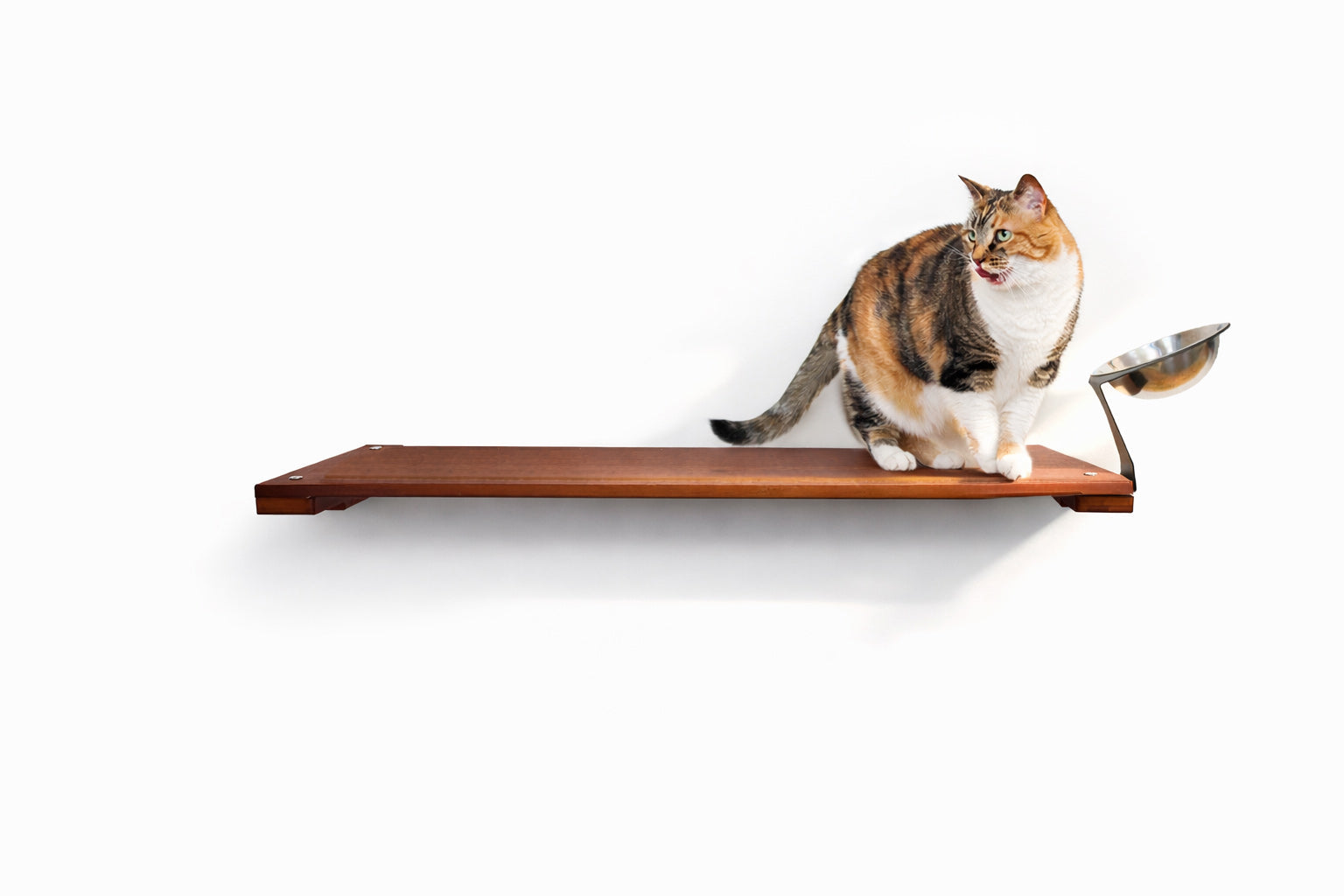 Wall Mounted Cat Feeding Shelf by Catastrophic Creations