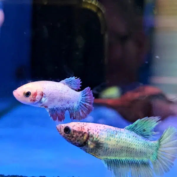 Assorted Betta Female by Danaqua Live Fish & More