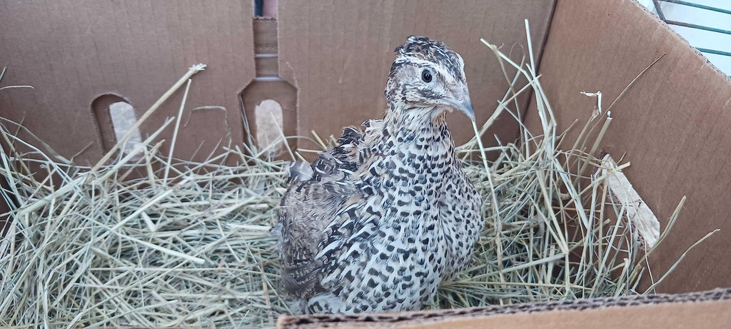 Falb-Fee Quail Hatching Eggs by Quailz.com by Undique LLC