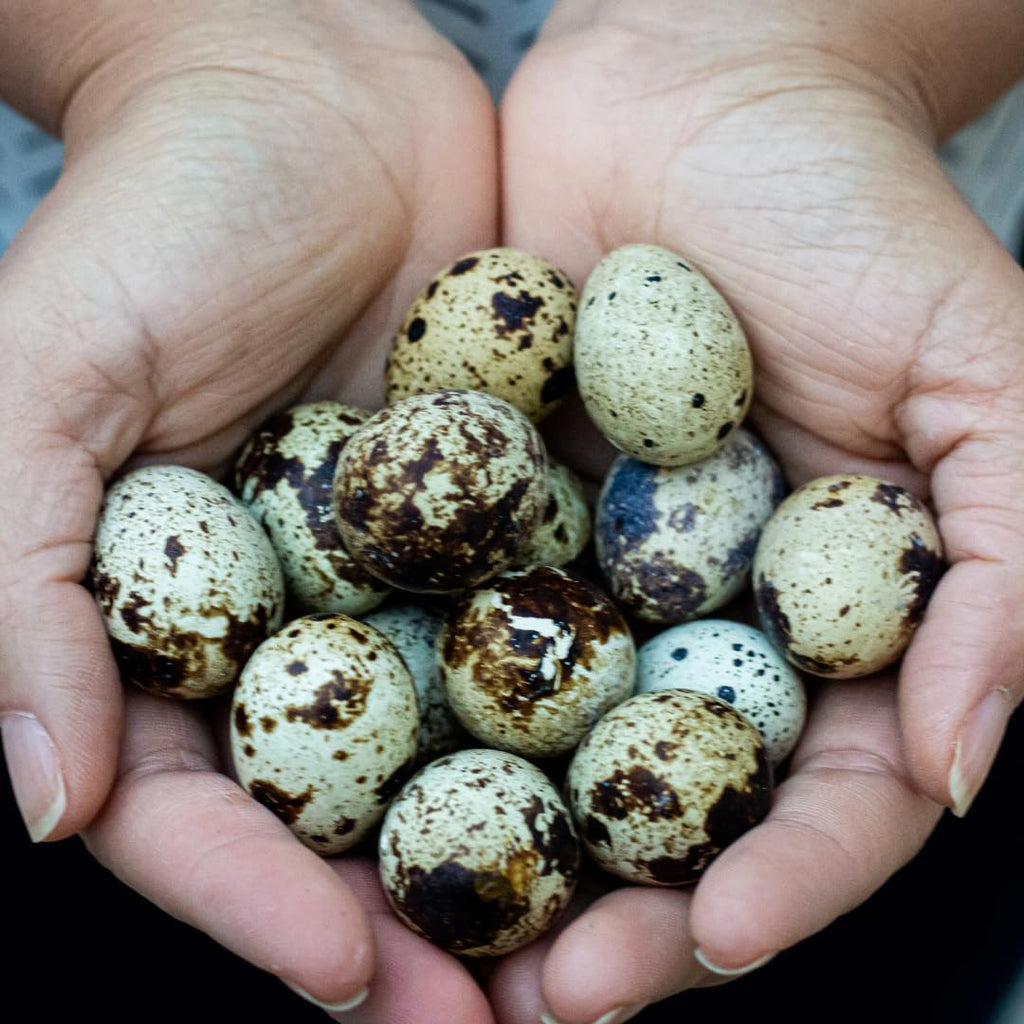 36 Quail Eggs for Hatching - Fertile Coturnix Selection Hens Choice, AI & NPIP Certified, Sustainably Sourced from Family-Run Farms, Farm Fresh Delivery with Minimal Breakage