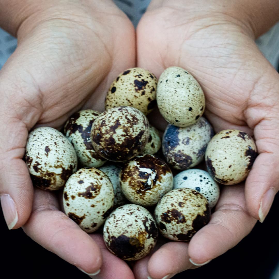 36 Quail Eggs for Hatching - Fertile Coturnix Selection Hens Choice, AI & NPIP Certified, Sustainably Sourced from Family-Run Farms, Farm Fresh Delivery with Minimal Breakage by Quailz.com by Undique LLC