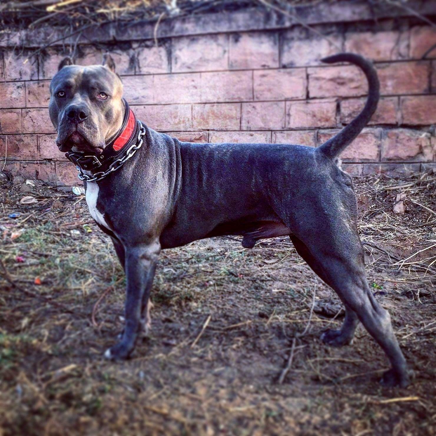 The "Reptile" collar by Bestia Dog Gear