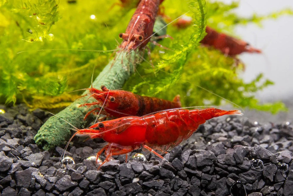 Red Cherry Shrimp by Danaqua Live Fish & More
