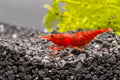 Red Cherry Shrimp by Danaqua Live Fish & More