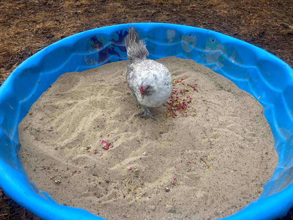Pick Me Up Floral Dust Bath With Herbs - For Pet Chickens & Other Poultry by Dahlia Pets