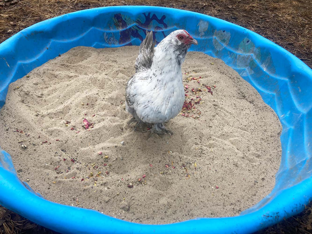 Pick Me Up Floral Dust Bath With Herbs - For Pet Chickens & Other Poultry by Dahlia Pets