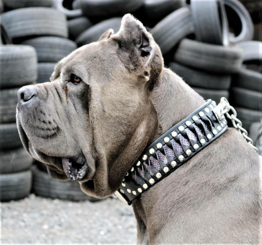 The ''Steampunk'' collar exclusive design by Bestia Dog Gear